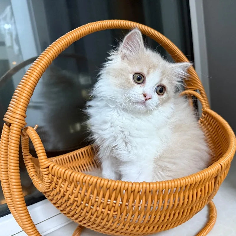 🐱 Cozy Indoor Cat Hammock Bed with Bracket